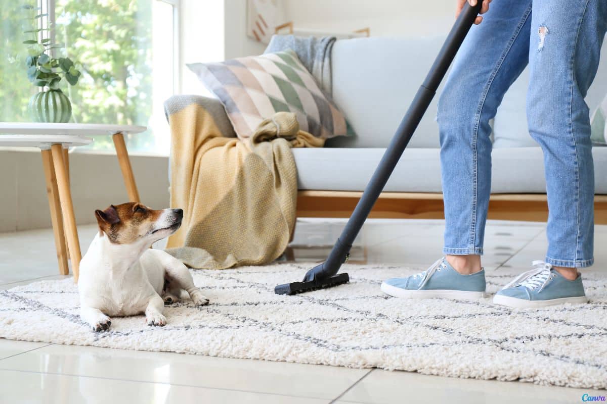Como evitar que os tapetes fiquem com cheiro de cachorro em dias úmidos