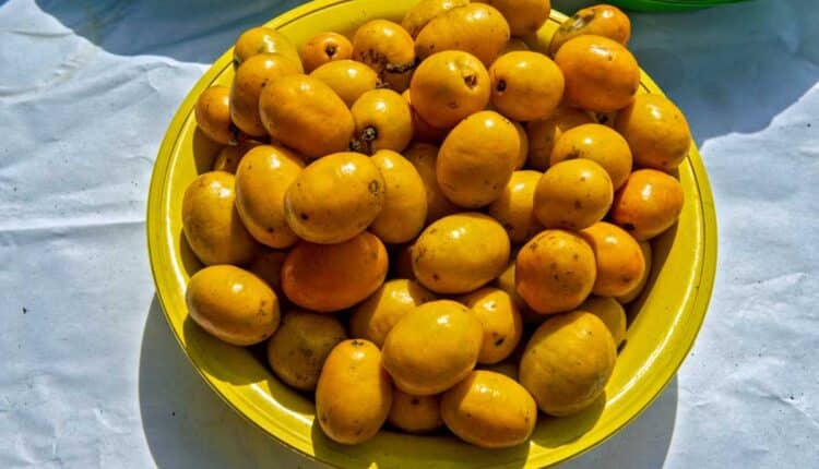 Benefícios surpreendentes da fruta cajar para saúde da pele e do corpo