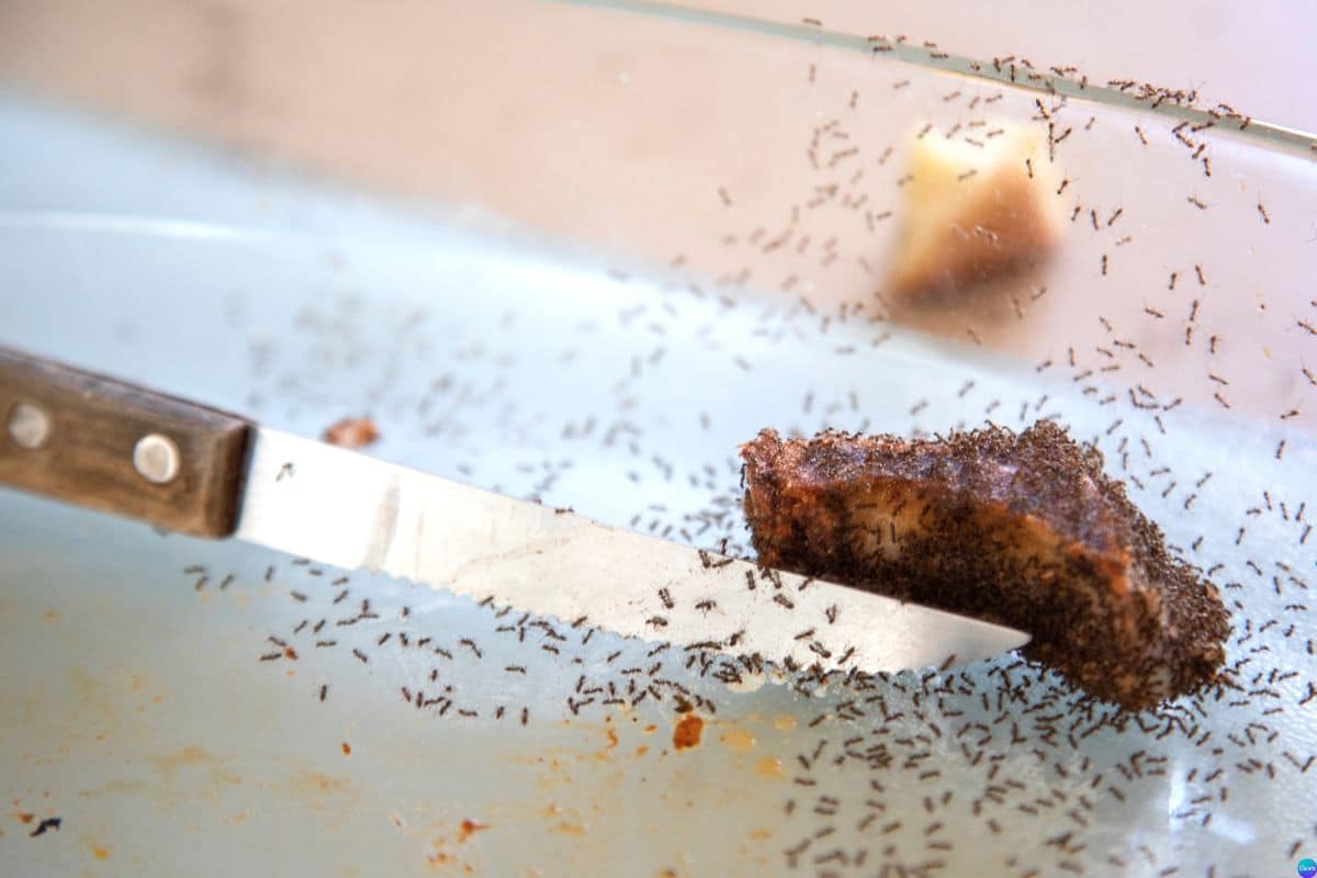 Dicas para manter a cozinha livre de formigas sem veneno