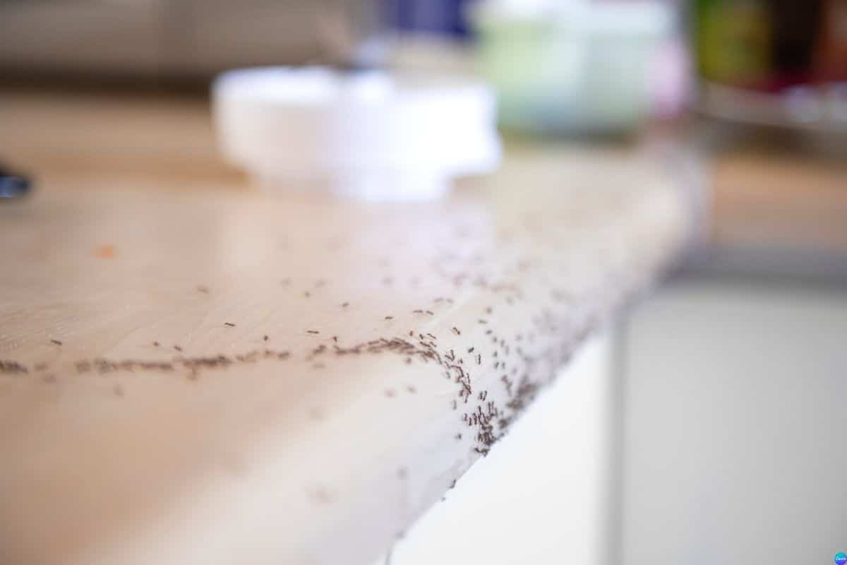 Dicas para manter a cozinha livre de formigas sem veneno