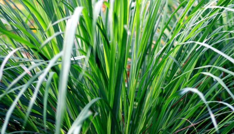 Essa planta ajuda a deixar o ambiente mais fresco e ainda afasta insetos