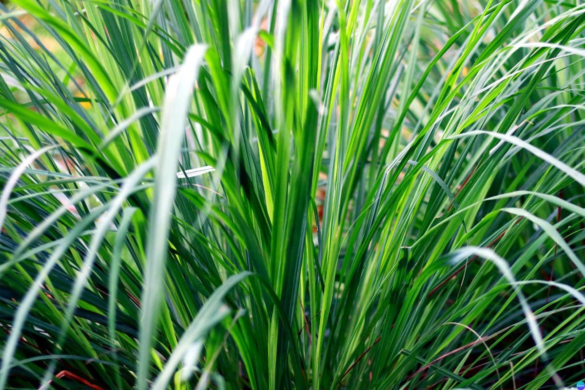 Essa planta ajuda a deixar o ambiente mais fresco e ainda afasta insetos