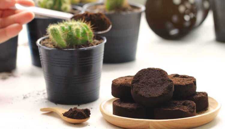 Esse truque com borra de café deixa plantas mais verdes e fortes