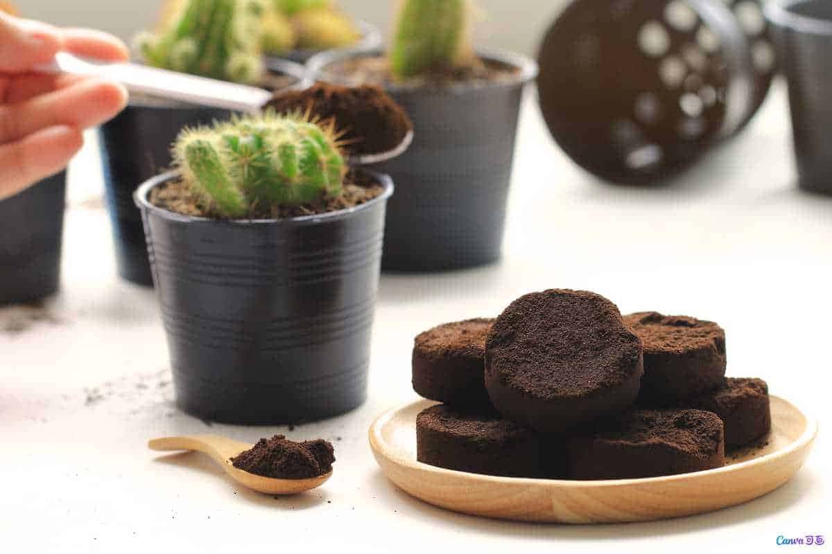 Esse truque com borra de café deixa plantas mais verdes e fortes