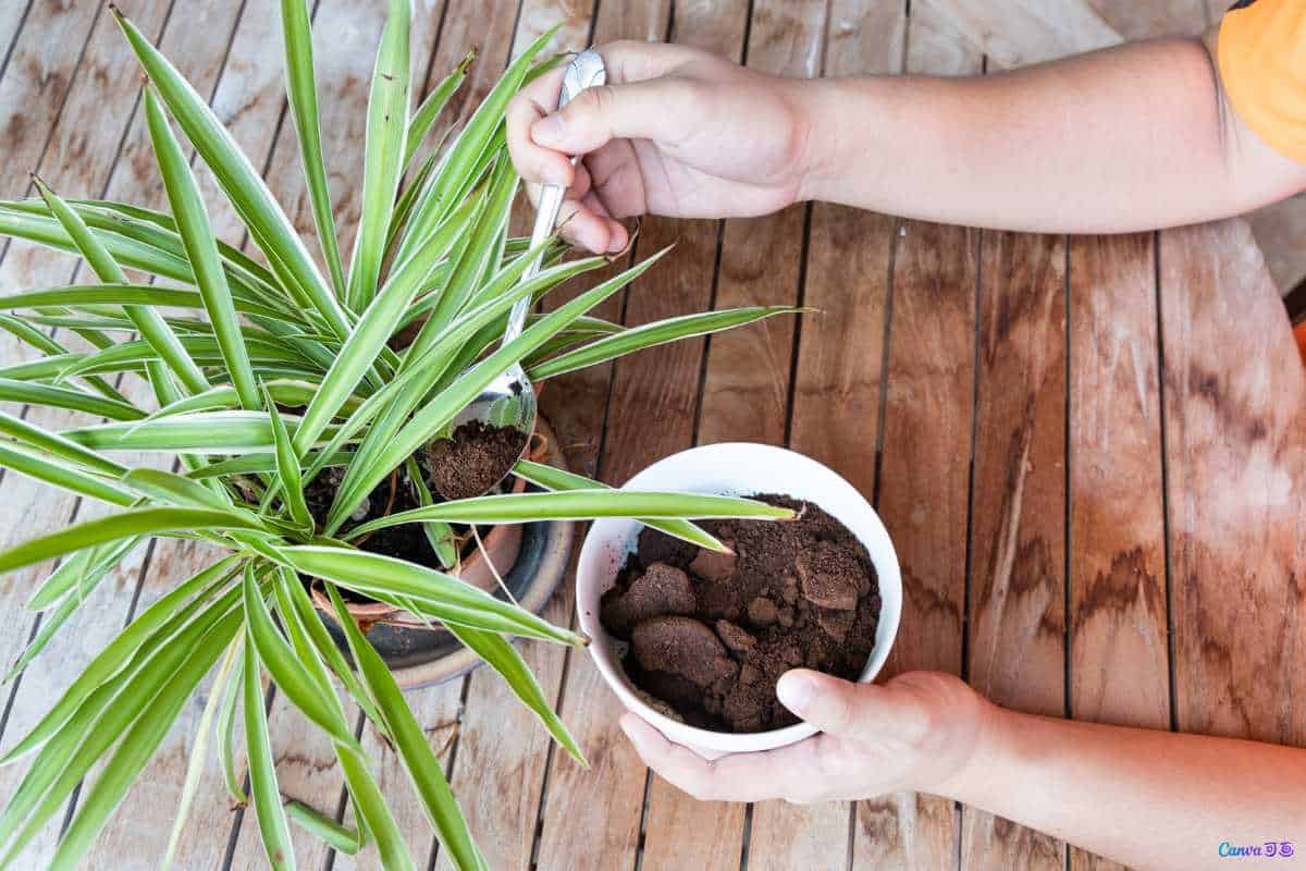 Esse truque com borra de café deixa plantas mais verdes e fortes