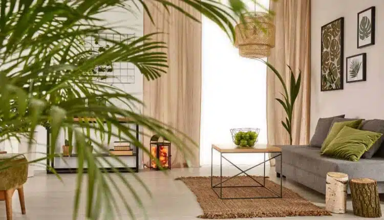 O melhor tipo de planta para quem quer decorar a sala sem dar muito trabalho