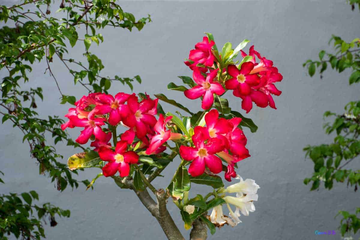 Soluções Práticas para Estimular o Florescimento da Rosa-do-Deserto
