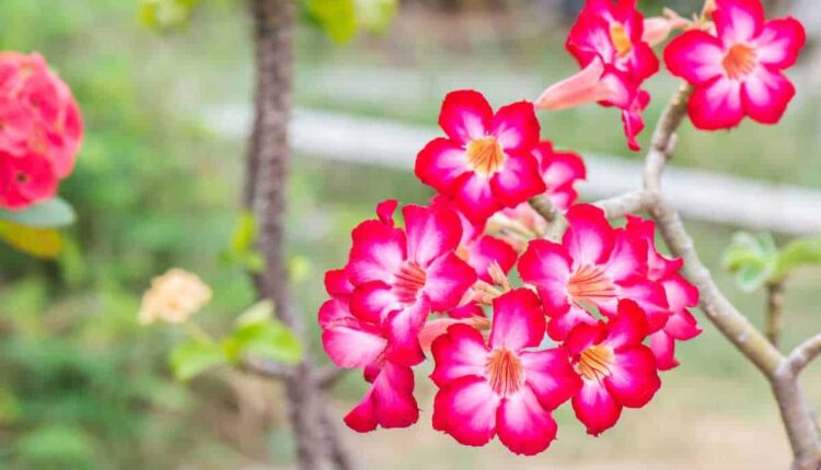 Por que minha rosa-do-deserto não floresce? Veja soluções práticas