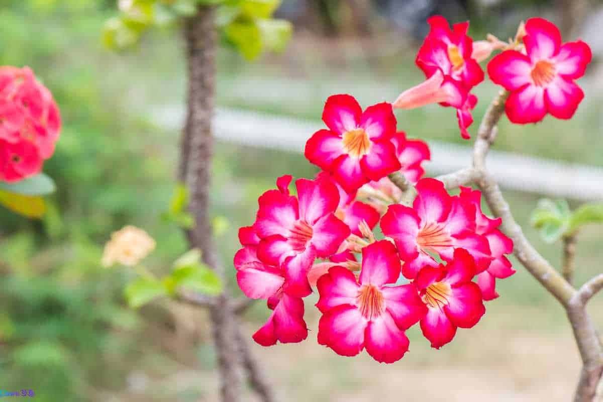 Por que minha rosa-do-deserto não floresce? Veja soluções práticas