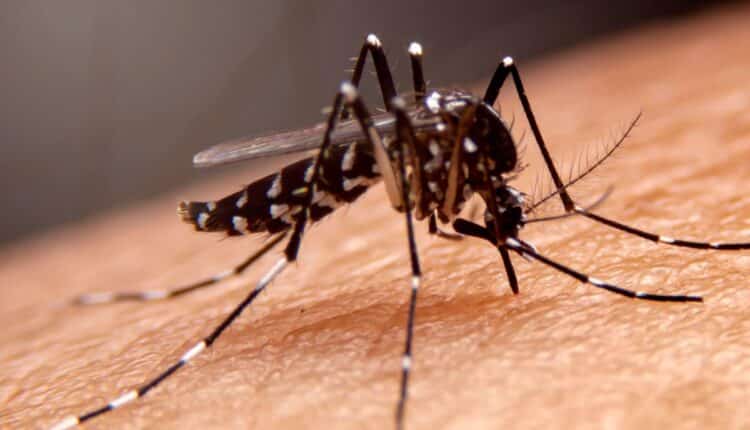 Quem está com dengue pode comer chocolate? Saiba o que dizem os médicos sobre a alimentação ideal