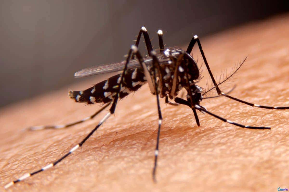 Quem está com dengue pode comer chocolate? Saiba o que dizem os médicos sobre a alimentação ideal