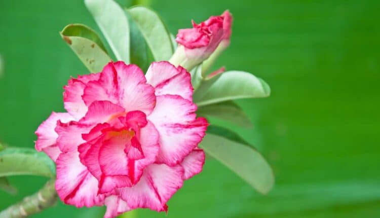 Rosa-do-deserto: dois sinais que mostram quando vai florescer de verdade