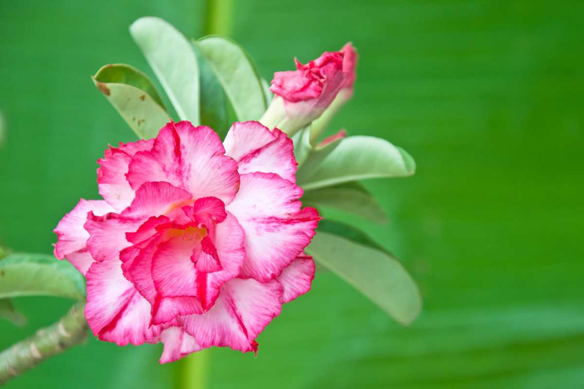 Rosa-do-deserto: dois sinais que mostram quando vai florescer de verdade