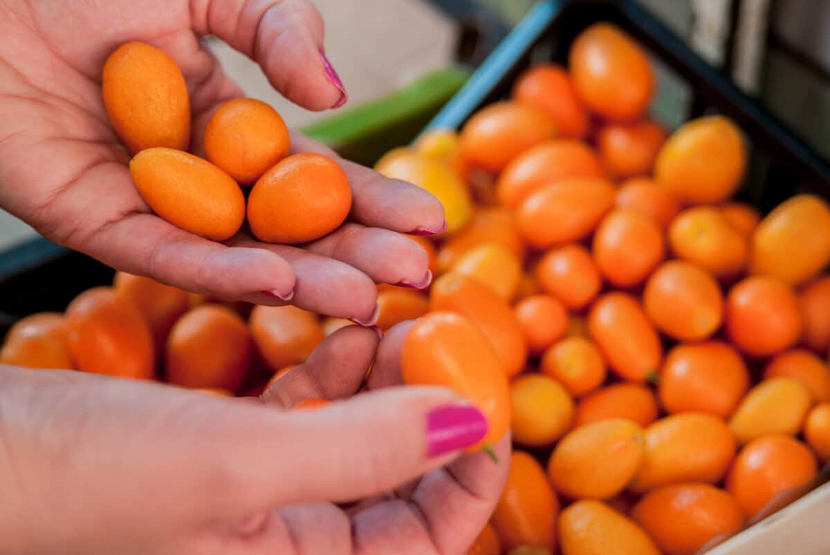 Como consumir cajar: usos culinários e dicas de preparo