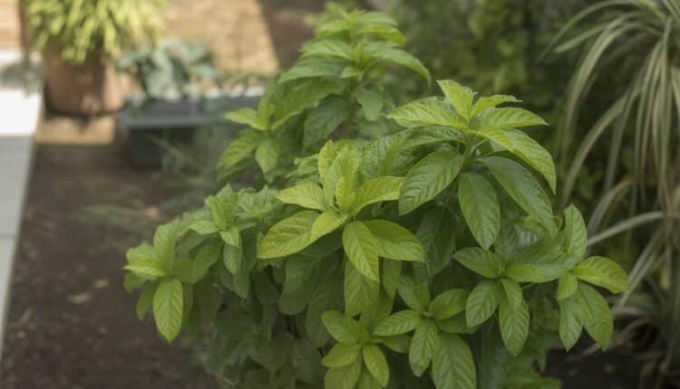 Planta brasileira com folhas verdes crescendo em um jardim bem cuidado ao ar livre.