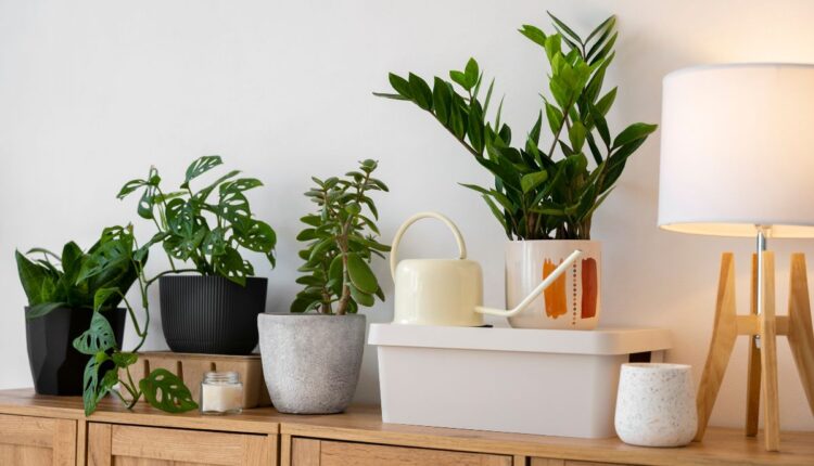 Essas 15 Plantas Viraram Febre na Decoração
