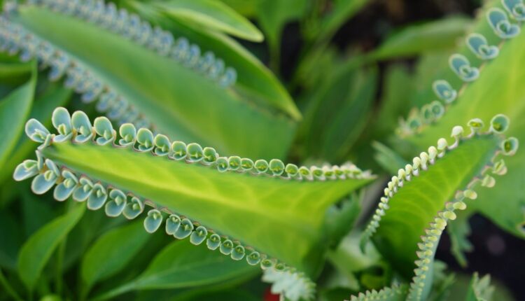 planta Aranto