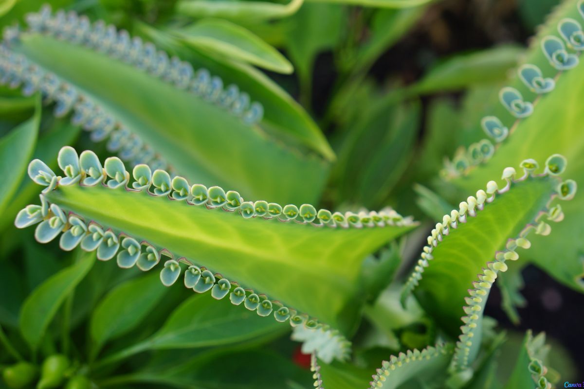 planta Aranto