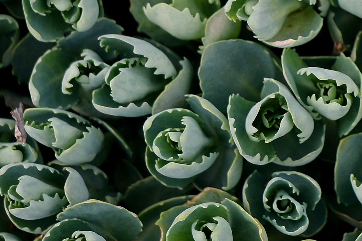 planta Aranto