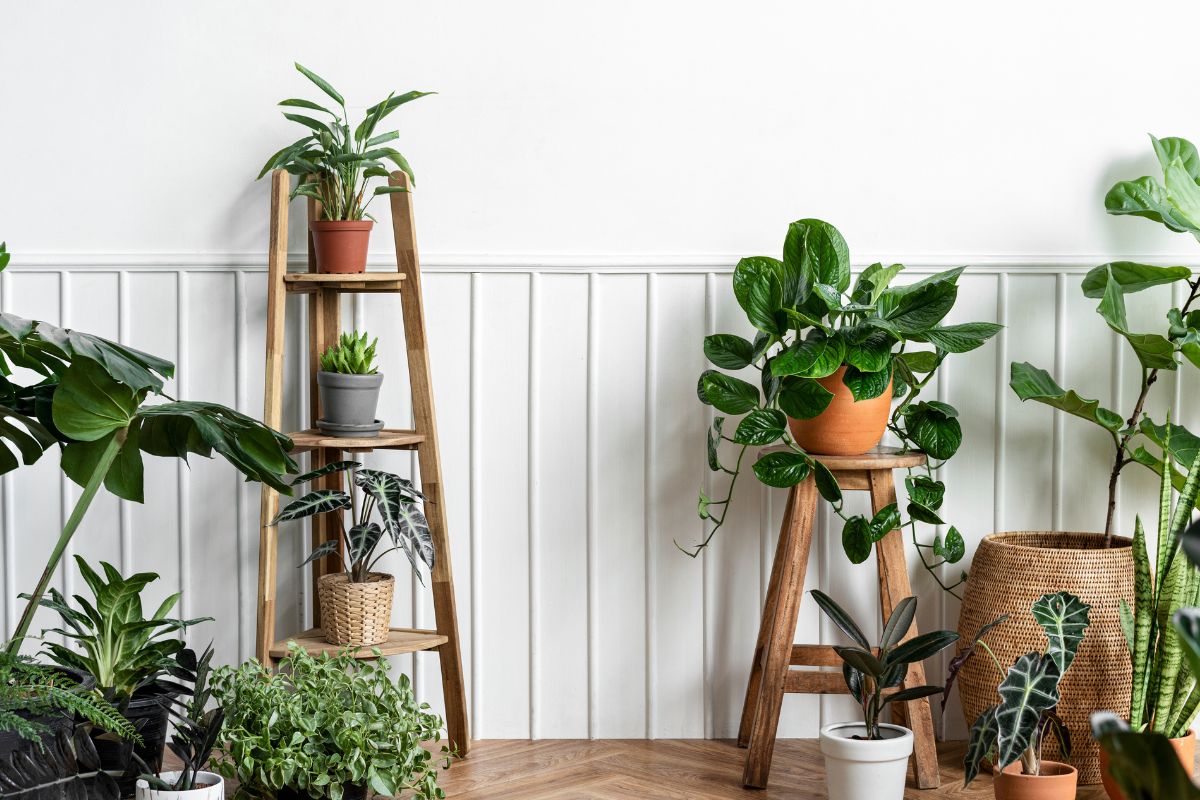 Essas 15 Plantas Viraram Febre na Decoração