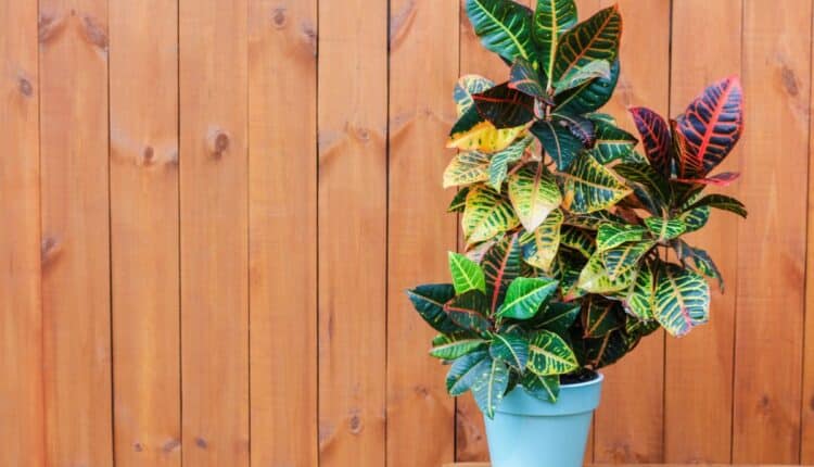 Planta Dois de Julho