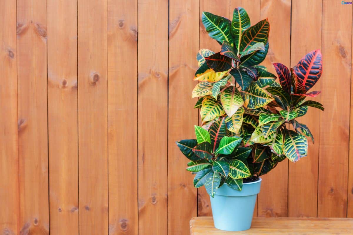 Planta Dois de Julho